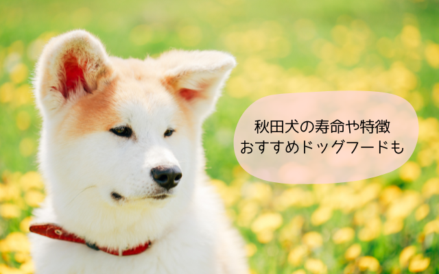 秋田犬の寿命や特徴とおすすめドッグフード